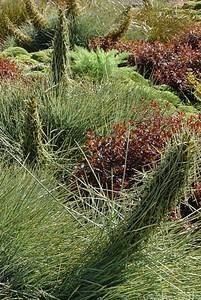 Speargrass and Haloragis erecta (bronze form). Photo: Isobel Gabites