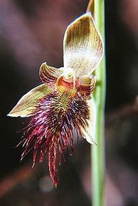 Bearded orchid (Calochilus robertsonii) is commonly found in geothermal areas. Photo: Ian St George