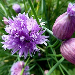 Allium schoenoprasum