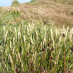 Macquarie Island.<br>Photographer: Jane Gosden, Date taken: 25/03/2016, Licence: <a target='_blank' href='https://creativecommons.org/licenses/by-nc-sa/4.0'>CC BY-NC-SA</a>. <a class='member-message' href='/nzpcn/why-join-nzpcn/' target='_blank'>Members can view a larger version of this image.</a>