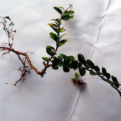 Seedling from an urban ‘gravel garden’ in Whanganui. There are few records of this hedge lonicera producing seedlings spontaneously in New Zealand.<br>Photographer: Colin C. Ogle, Date taken: 14/06/2026, Licence: <a target='_blank' href='https://creativecommons.org/licenses/by-sa/4.0'>CC BY-SA</a>. <a class='member-message' href='/nzpcn/why-join-nzpcn/' target='_blank'>Members can view a larger version of this image.</a>