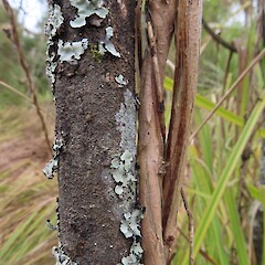 Papery-barked stems of honeysuckle, climbing a young titoki (Alectryon excelsus) at Gordon Park Scenic Reserve, Whanganui.<br>Photographer: Colin C. Ogle, Date taken: 22/08/2024, Licence: <a target='_blank' href='https://creativecommons.org/licenses/by-nc/4.0'>CC BY-NC</a>. <a class='member-message' href='/nzpcn/why-join-nzpcn/' target='_blank'>Members can view a larger version of this image.</a>