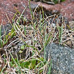 Mount Ruapehu.<br>Photographer: Jeremy R. Rolfe, Date taken: 08/02/2012, Licence: <a target='_blank' href='https://creativecommons.org/licenses/by/4.0'>CC BY</a>. <a class='member-message' href='/nzpcn/why-join-nzpcn/' target='_blank'>Members can view a larger version of this image.</a>
