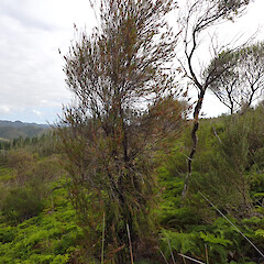 William Upton Hewett gumlands, Northland.<br>Photographer: Marley Ford, Date taken: 17/03/2026, Licence: <a target='_blank' href='https://creativecommons.org/licenses/by-nc/4.0'>CC BY-NC</a>. <a class='member-message' href='/nzpcn/why-join-nzpcn/' target='_blank'>Members can view a larger version of this image.</a>