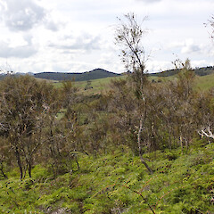 William Upton Hewett gumlands, Northland.<br>Photographer: Marley Ford, Date taken: 18/03/2026, Licence: <a target='_blank' href='https://creativecommons.org/licenses/by-nc/4.0'>CC BY-NC</a>. <a class='member-message' href='/nzpcn/why-join-nzpcn/' target='_blank'>Members can view a larger version of this image.</a>