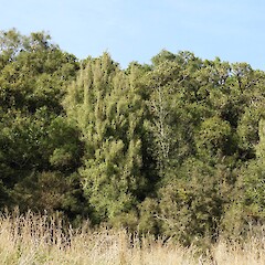 Dinstinctive fastigiate branching structure in contrast to other nearby small-leaved trees, Hokonui Hills, Southland.<br>Photographer: Jesse Bythell, Date taken: 25/03/2026, Licence: <a target='_blank' href='https://creativecommons.org/licenses/by-nc/4.0'>CC BY-NC</a>. <a class='member-message' href='/nzpcn/why-join-nzpcn/' target='_blank'>Members can view a larger version of this image.</a>