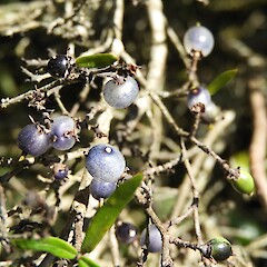 Fruit, Hokonui Hills, Southland.<br>Photographer: Jesse Bythell, Date taken: 25/03/2026, Licence: <a target='_blank' href='https://creativecommons.org/licenses/by-nc/4.0'>CC BY-NC</a>. <a class='member-message' href='/nzpcn/why-join-nzpcn/' target='_blank'>Members can view a larger version of this image.</a>