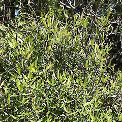Foliage, Hokonui Hills, Southland.<br>Photographer: Jesse Bythell, Date taken: 25/03/2026, Licence: <a target='_blank' href='https://creativecommons.org/licenses/by-nc/4.0'>CC BY-NC</a>. <a class='member-message' href='/nzpcn/why-join-nzpcn/' target='_blank'>Members can view a larger version of this image.</a>