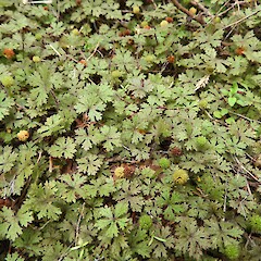 Awarua Ecological District, Southland.<br>Photographer: Jesse Bythell, Date taken: 11/03/2026, Licence: <a target='_blank' href='https://creativecommons.org/licenses/by-nc/4.0'>CC BY-NC</a>. <a class='member-message' href='/nzpcn/why-join-nzpcn/' target='_blank'>Members can view a larger version of this image.</a>