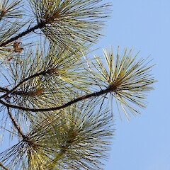 Foliage, Alex McKenzie Memorial Arboretum, Southland.<br>Photographer: Jesse Bythell, Date taken: 07/07/2026, Licence: <a target='_blank' href='https://creativecommons.org/licenses/by-nc/4.0'>CC BY-NC</a>. <a class='member-message' href='/nzpcn/why-join-nzpcn/' target='_blank'>Members can view a larger version of this image.</a>