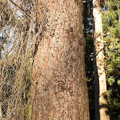 Bark, Alex McKenzie Memorial Arboretum, Southland.<br>Photographer: Jesse Bythell, Date taken: 07/07/2026, Licence: <a target='_blank' href='https://creativecommons.org/licenses/by-nc/4.0'>CC BY-NC</a>. <a class='member-message' href='/nzpcn/why-join-nzpcn/' target='_blank'>Members can view a larger version of this image.</a>