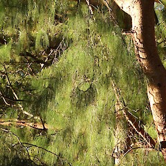 Foliage, Alex McKenzie Memorial Arboretum, Southland.<br>Photographer: Jesse Bythell, Date taken: 07/07/2026, Licence: <a target='_blank' href='https://creativecommons.org/licenses/by-nc/4.0'>CC BY-NC</a>. <a class='member-message' href='/nzpcn/why-join-nzpcn/' target='_blank'>Members can view a larger version of this image.</a>