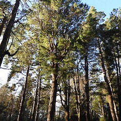 Alex McKenzie Memorial Arboretum, Southland.<br>Photographer: Jesse Bythell, Date taken: 07/07/2026, Licence: <a target='_blank' href='https://creativecommons.org/licenses/by-nc/4.0'>CC BY-NC</a>. <a class='member-message' href='/nzpcn/why-join-nzpcn/' target='_blank'>Members can view a larger version of this image.</a>