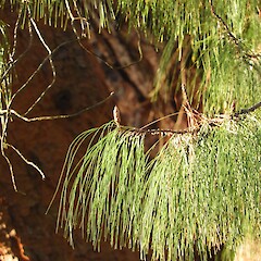 Foliage, Alex McKenzie Memorial Arboretum, Southland.<br>Photographer: Jesse Bythell, Date taken: 07/07/2026, Licence: <a target='_blank' href='https://creativecommons.org/licenses/by-nc/4.0'>CC BY-NC</a>. <a class='member-message' href='/nzpcn/why-join-nzpcn/' target='_blank'>Members can view a larger version of this image.</a>