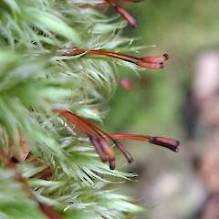 Dicranoloma platycaulon