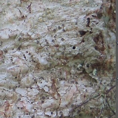 Ocellularia concentrica