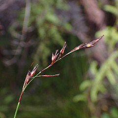 Netrostylis capillaris