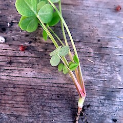One of numerous seedlings that appeared in seed tray in greenhouse, Virginia Heights, Whanganui.<br>Photographer: Colin C. Ogle, Date taken: 24/05/2026, Licence: <a target='_blank' href='https://creativecommons.org/licenses/by-nc/4.0'>CC BY-NC</a>. <a class='member-message' href='/nzpcn/why-join-nzpcn/' target='_blank'>Members can view a larger version of this image.</a>