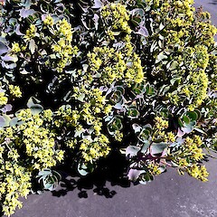 Kalanchoe grandiflora