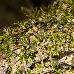 With capsule. Kawakawa, Northland.<br>Photographer: Andrew Townsend, Date taken: 27/11/2025, Licence: <a target='_blank' href='https://creativecommons.org/licenses/by-nc/4.0'>CC BY-NC</a>.