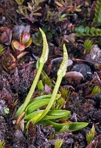 Ophioglossum coriaceum. Photo: Jeremy Rolfe.
