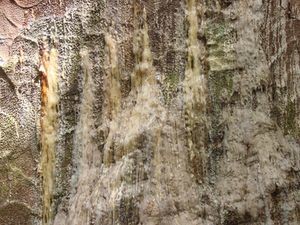 Gum bleeding from lesions on a tree suffering from kauri dieback disease. Photo: Biosecurity New Zealand