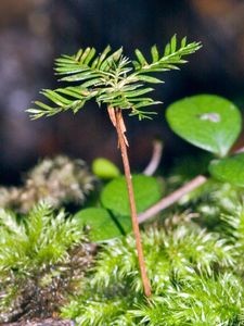 Dacrycarpus dacrydioides seedling. Photo: Jeremy Rolfe