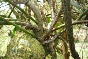 Parasitic plants • New Zealand Plant Conservation Network