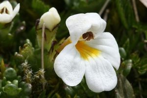 Parasitic plants • New Zealand Plant Conservation Network