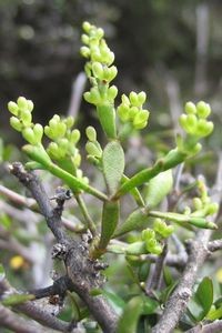 Korthalsella clavata in the Ahuriri Valley (photo: John Barkla)