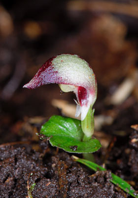 Corybas cheesemanii, a type of spider orchid with wide distribution across New Zealand including the Three Kings and Chatham Islands. Photo: Jeremy Rolfe.