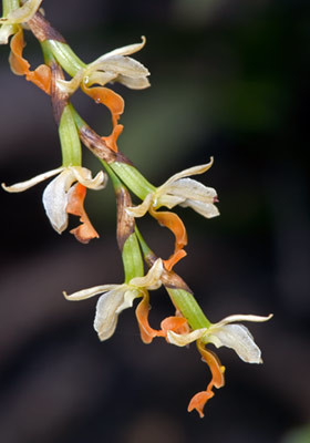 Earina mucronata an epiphytic orchid. Photo: Jeremy Rolfe