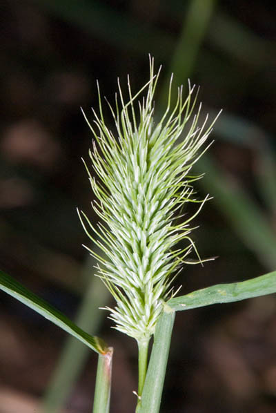Echinopogon ovatus. Photo by Jeremy Rolfe.