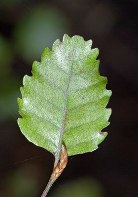 Fuscospora truncata (hard beech). Photo: Jeremy Rolfe.