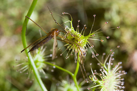 Insect caught by Drosera auriculata. Photo: Jeremy Rolfe