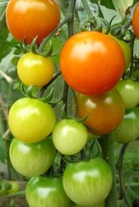 Toxic alkaloids solanine and tomatine occur in the leaves, stems and flowers of tomatoes (Solanum lycopersicum). Photo: Jesse Bythell