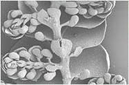 Scanning electron micrograph of the plant habit of Frullania ptychantha. Photographer: Mat von Konrat.