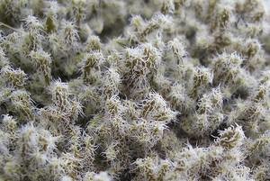 Some mosses, such as Racomitrium lanuginosum, are able to tolerate periodic drying out. Photo: Jesse Bythell