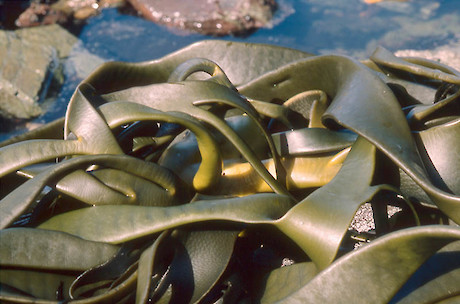 Bull kelp (Durvillaea antarctica). Photographer:Jeremy Rolfe.
