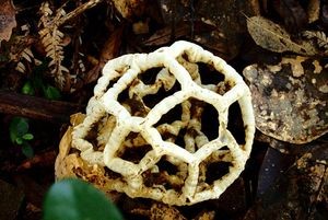 Ileodictyon cibarium (basket fungus, saprobic, and foul-smelling). Photo: Andre Goble.
