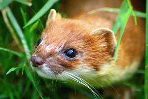 Stoats indirectly impact on the pollination and dispersal of native plants by predating native birds. Photo: Keven Law.