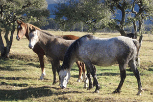 Feral horses can modify plant communities by grazing and trampling. Photo: Jesse Bythell