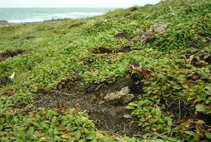 Cattle damage to a coastal turf community, which supports Lepidium tenuicaule. Photo: Jesse Bythell