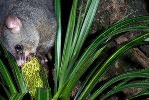 Kiekie fruit (Freycinetia banksii) eaten by possums &amp;ndash; another reason our native plants are in serious decline. Photo: David Mudge (Courtesy of Nga Manu Images)