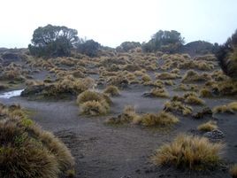 Rangipo Desert volcanic dunes. Photo: Susan Wiser