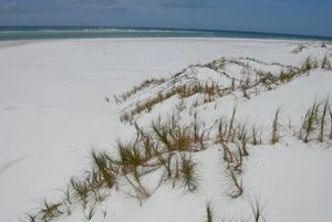 Coastal dunes dominated by pingao at Parengarenga Harbour, Northland. (Photo: John Sawyer)