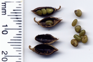 Seeds of Carmichaelia hollowayi. Photo: John Barkla