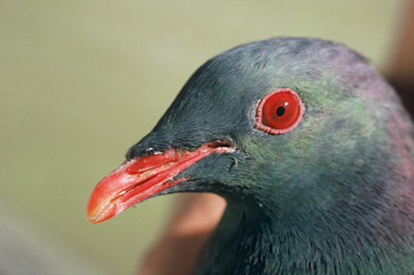 Kereru/wood pigeons are important seed dispersers for New Zealand plants.