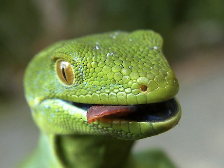 Green gecko. Photo: Bryan Welch.