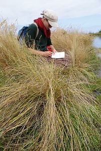 Counting Carex litorosa plants in Awarua Bay, Southland. Photo: Anne Humburg
